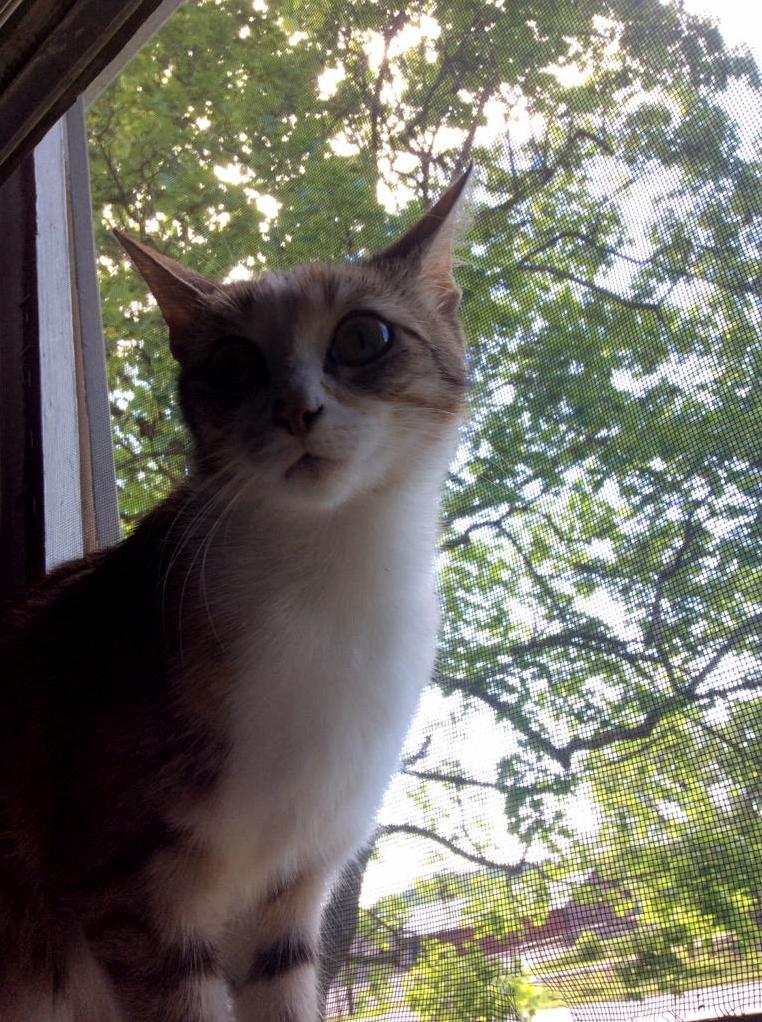 What Cat Breed Is This