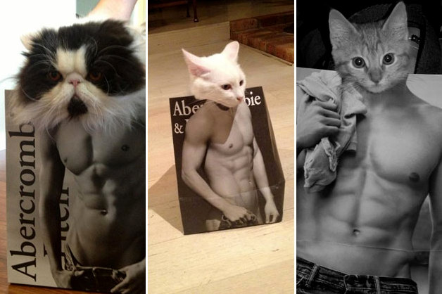 What Cats Look Like Under All That Fur