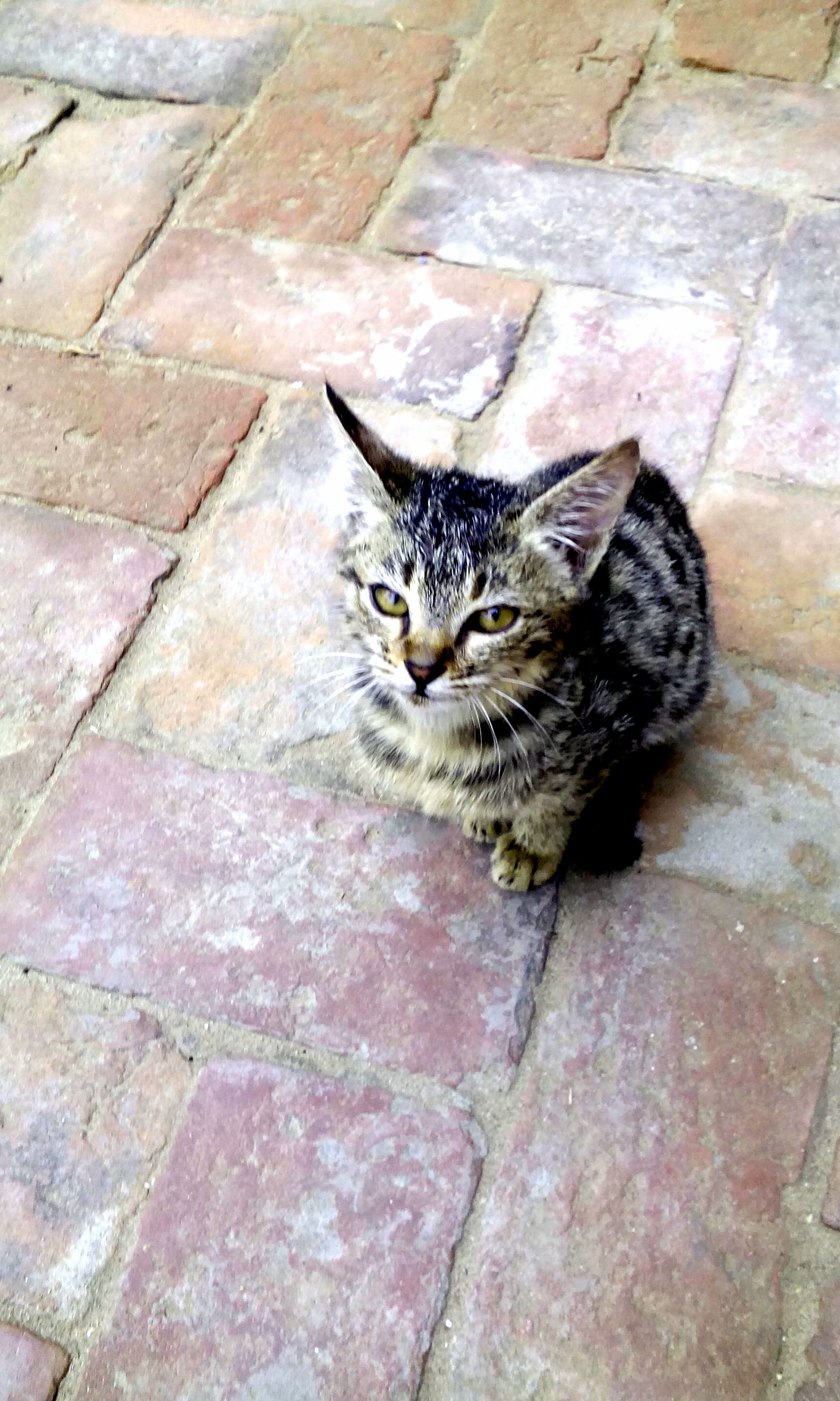 What Type of Cat Would This Be