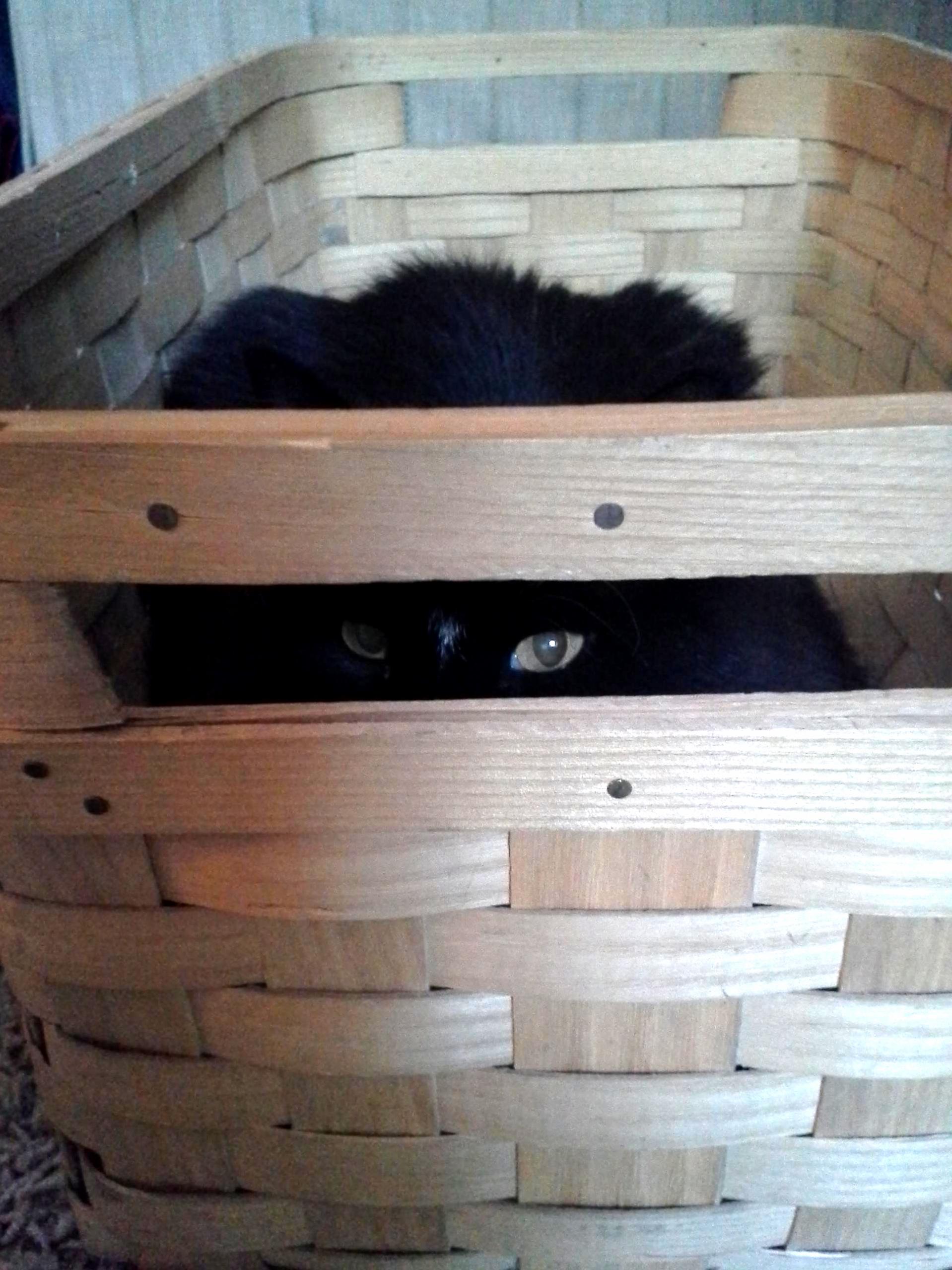 Whats in the Basket