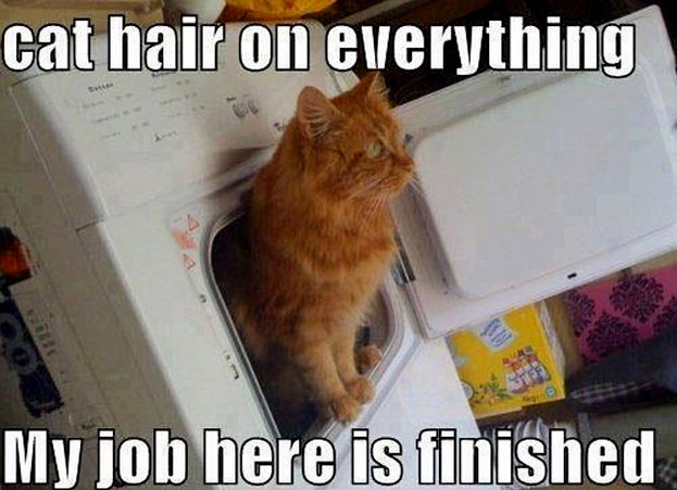 Whats the Best Way to Get Cat Fur Off Your Clothes