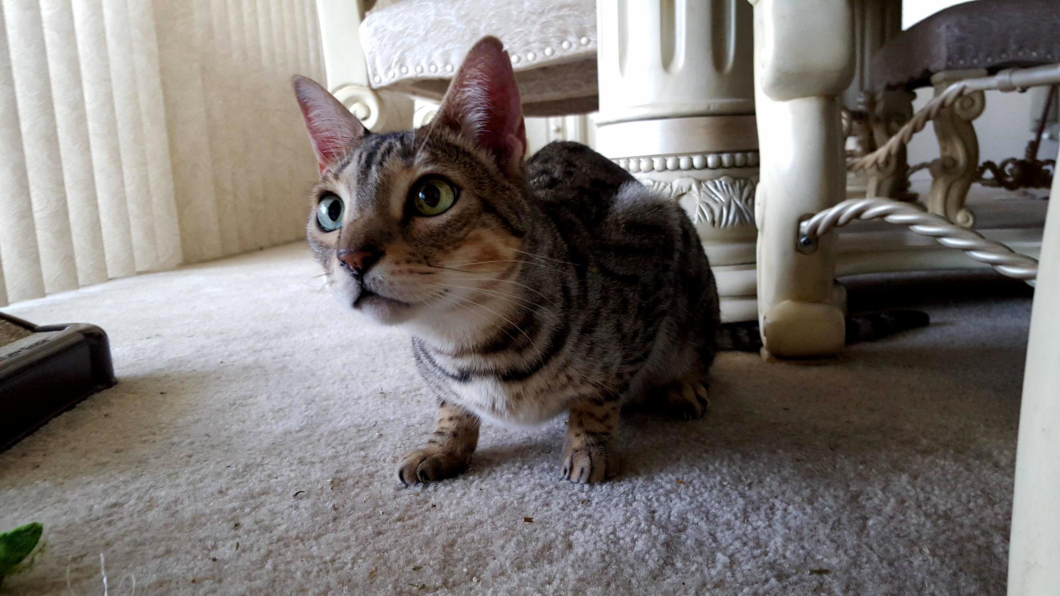 When Rocky Wants to Play You Get His Full Attention
