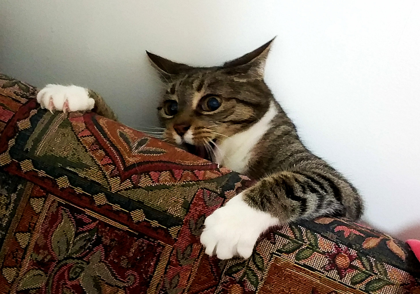 When the Cat Nip Kicks In...