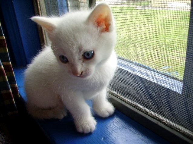 White Blue