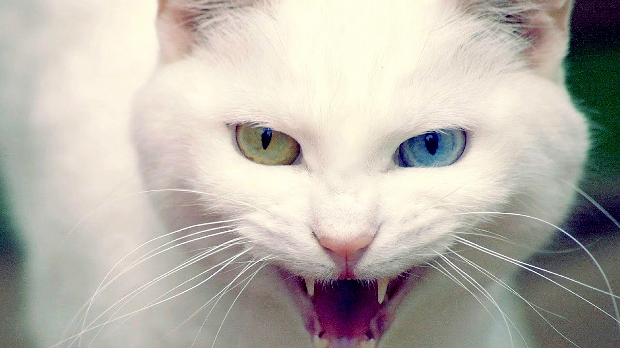 White Wild Bloody Cat
