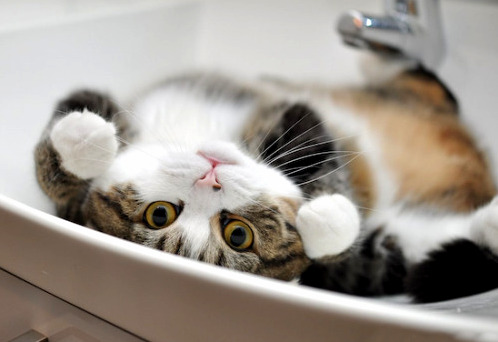 Why Are You Upside Down Human