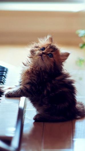 Why Should I Stop Playing the Piano