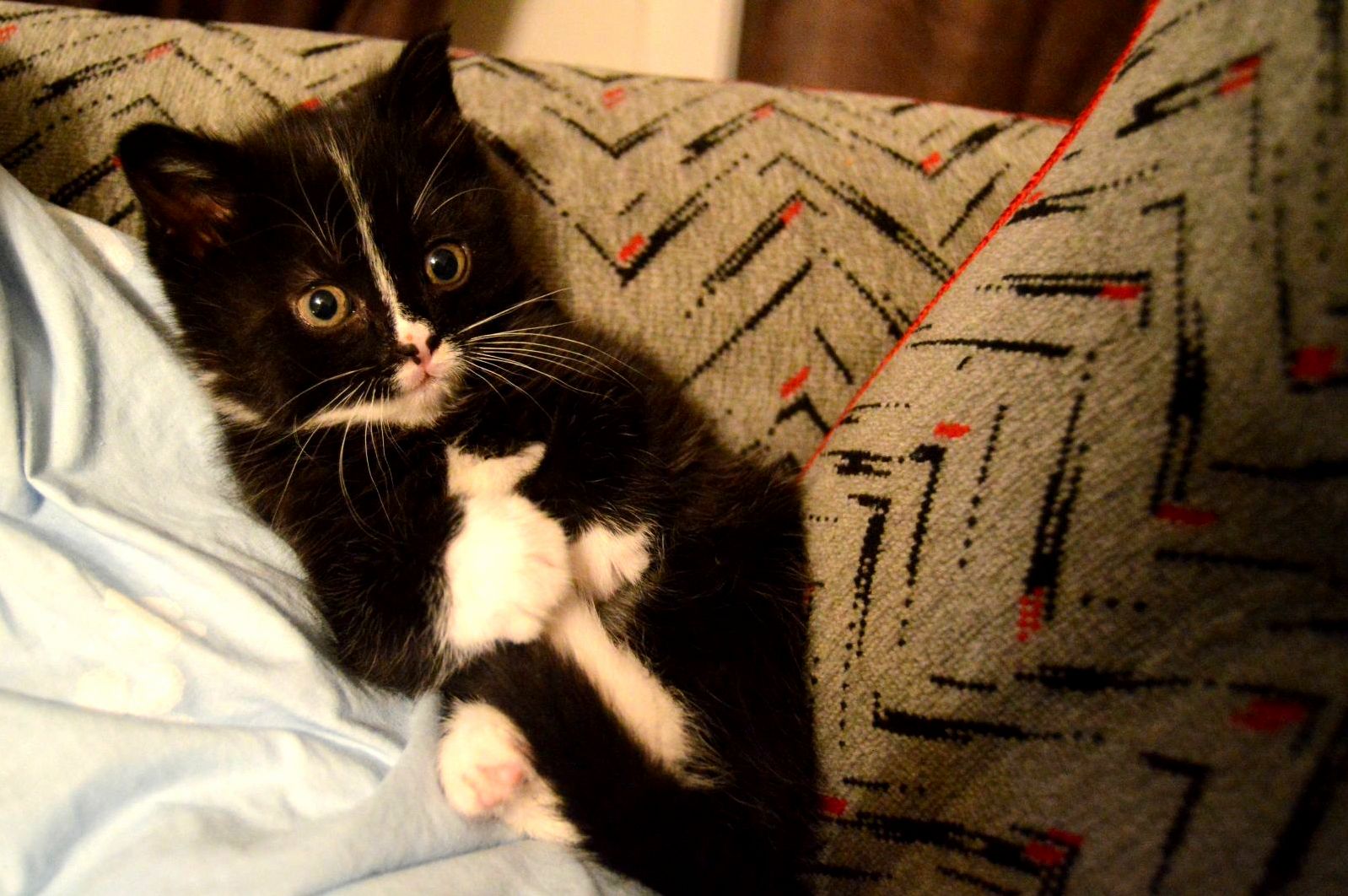 Wide Eyed Kitty 3