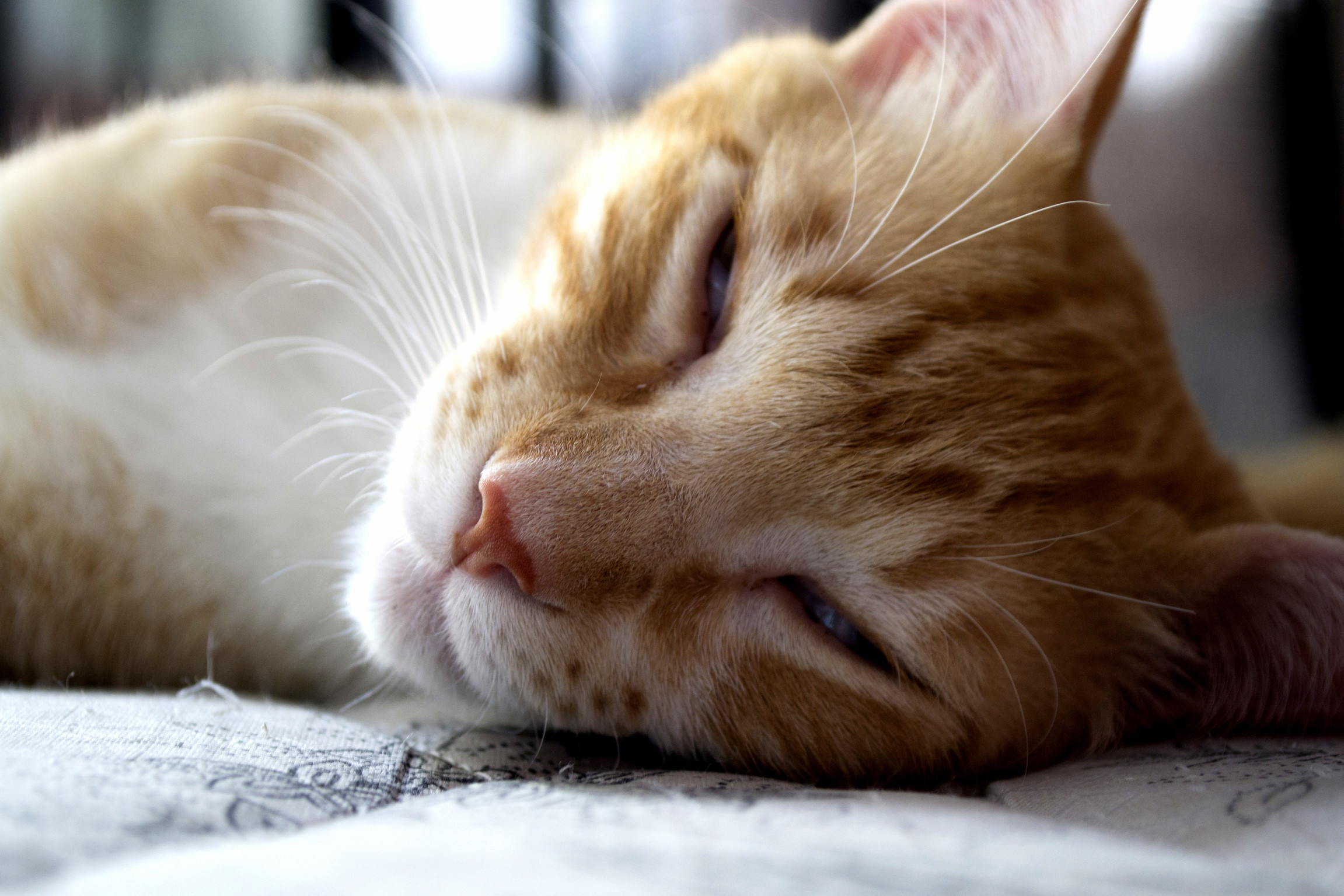 Will Close My Eyes Just a Few... Zzzzz
