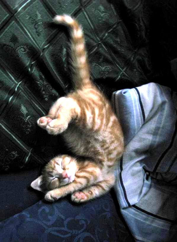 Will Fall Asleep in Any Position