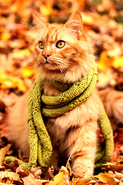 With a Scarf