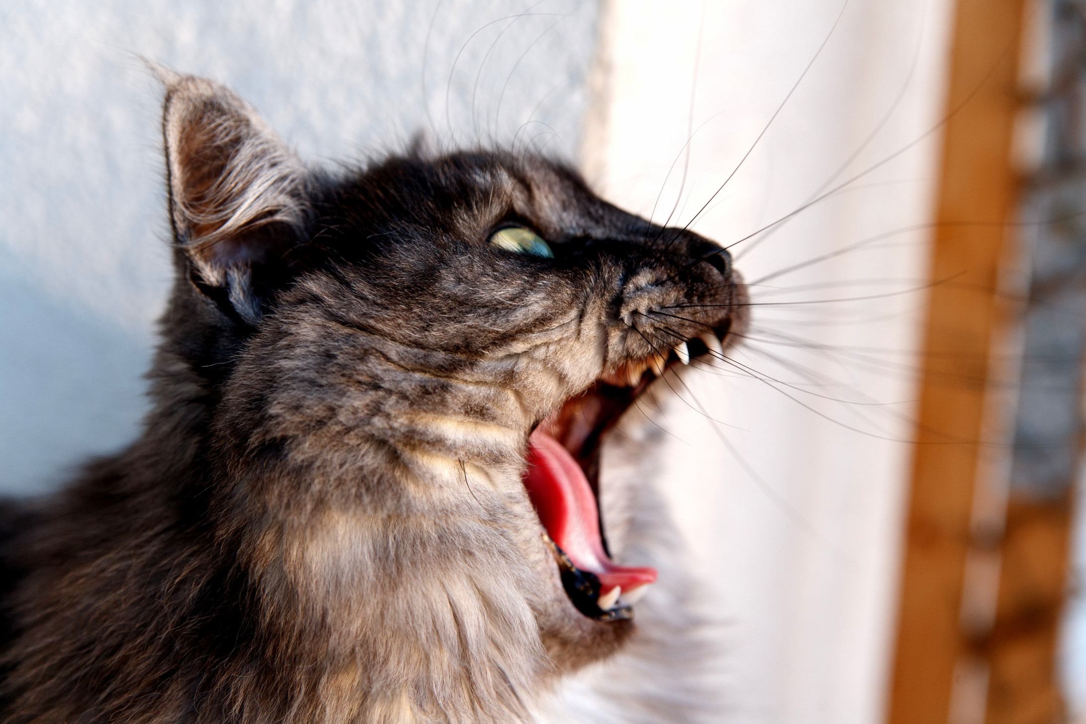 Yawn