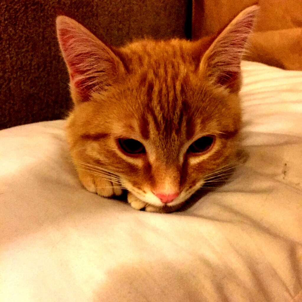 Yesterday Our Family Grew by One Member. Meet Finn.