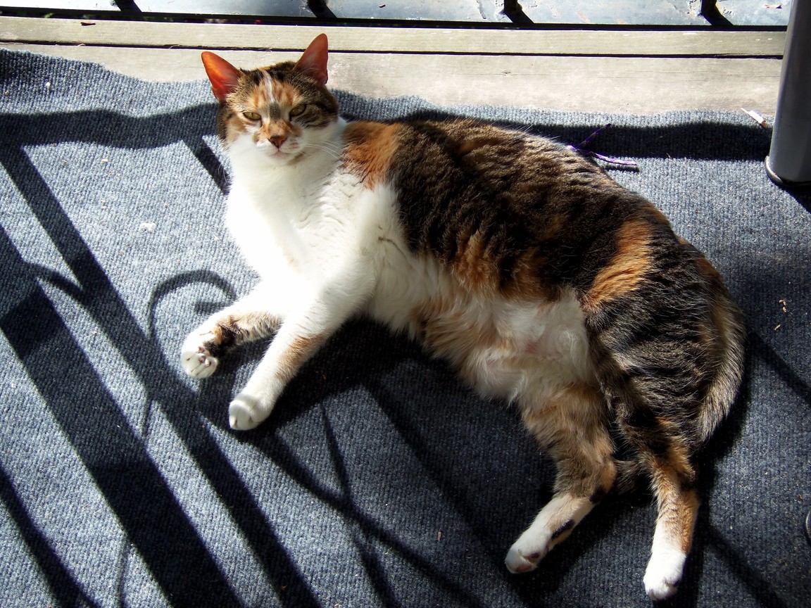 You Are Not Worthy to Pet the Belly...