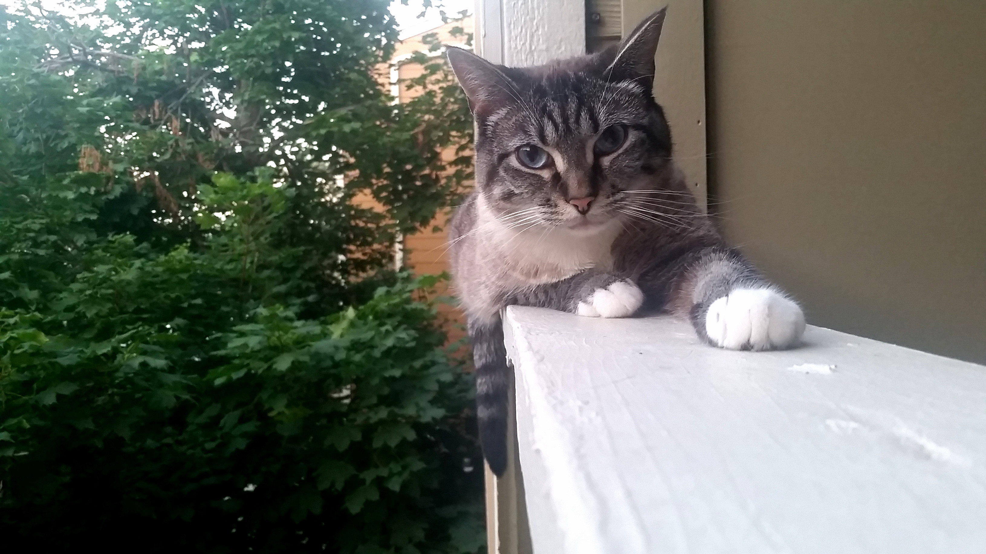 You Can Really Tell Shes Part Siamese in This One