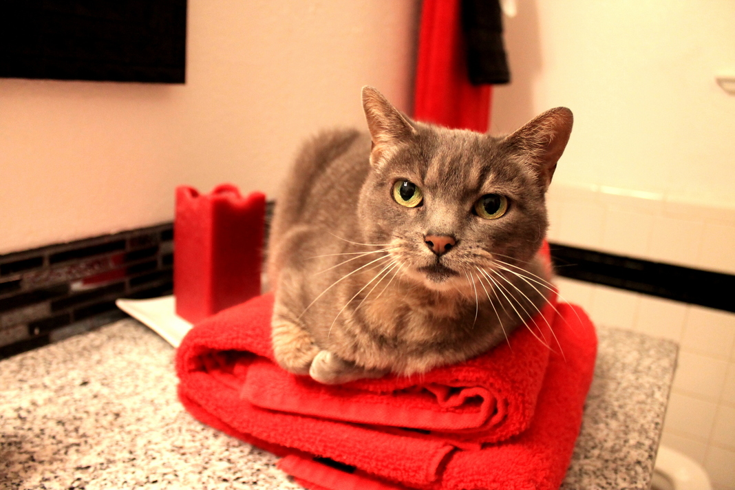 Your Clean Towels Havent Seen Em.