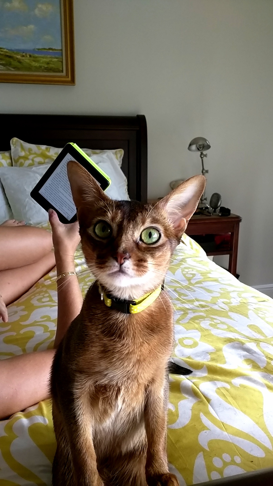 Zelda Just Wants Pets