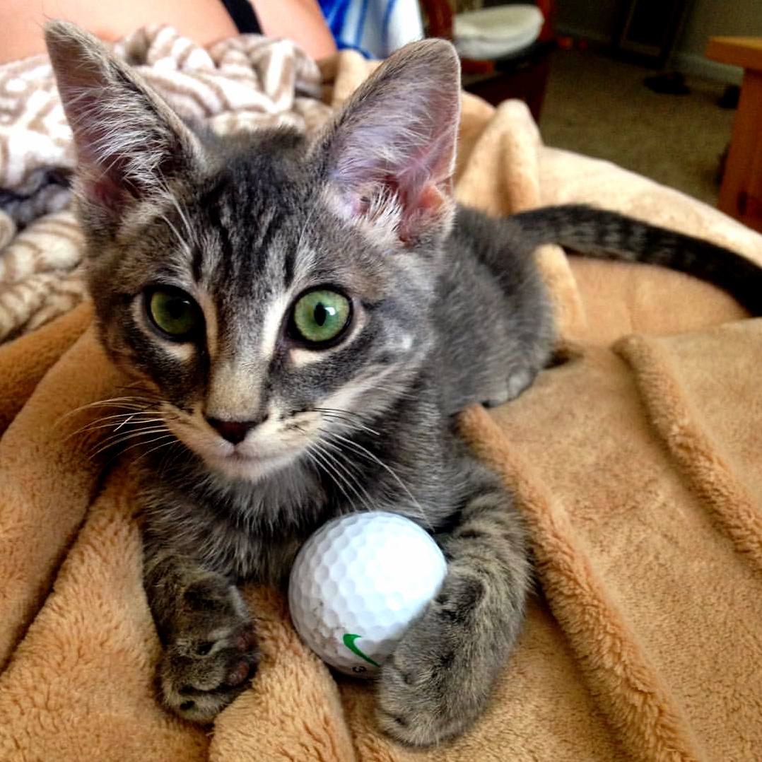 Ziggy and His Best Friend Mr. Golf Ball