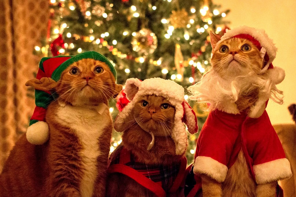 5th Annual Christmas Cats -Xpost from Rpics