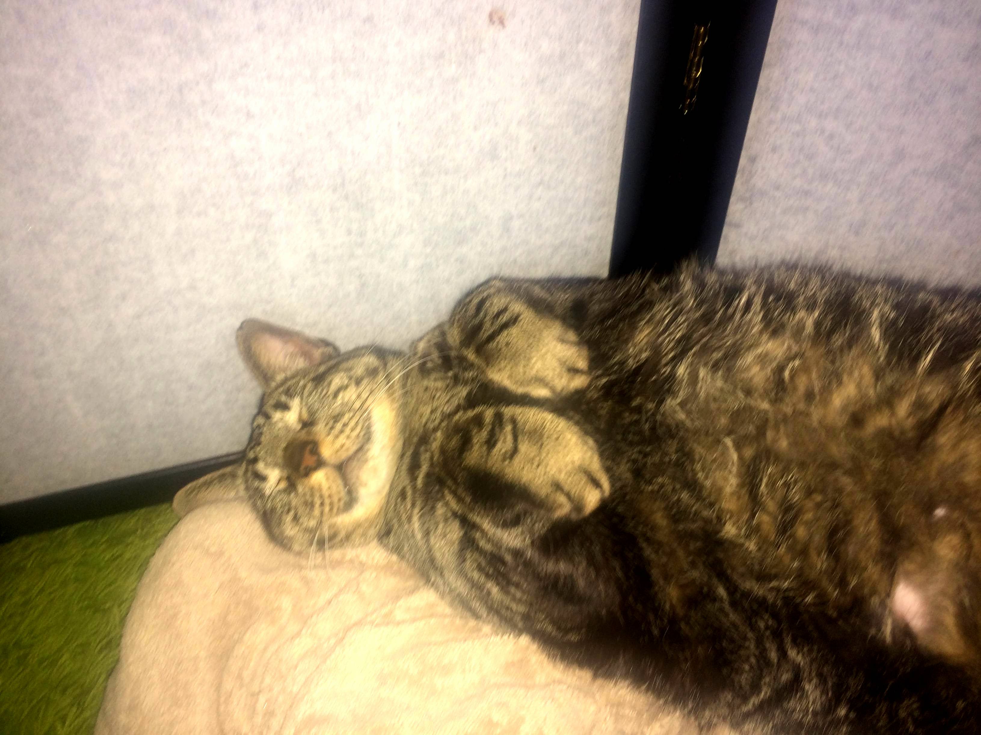 After a Weekend Away Hes Happy.