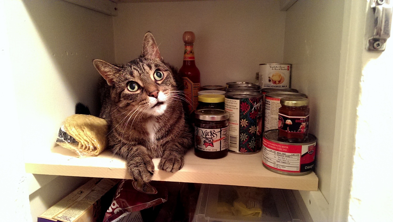 Are We Having Tacos