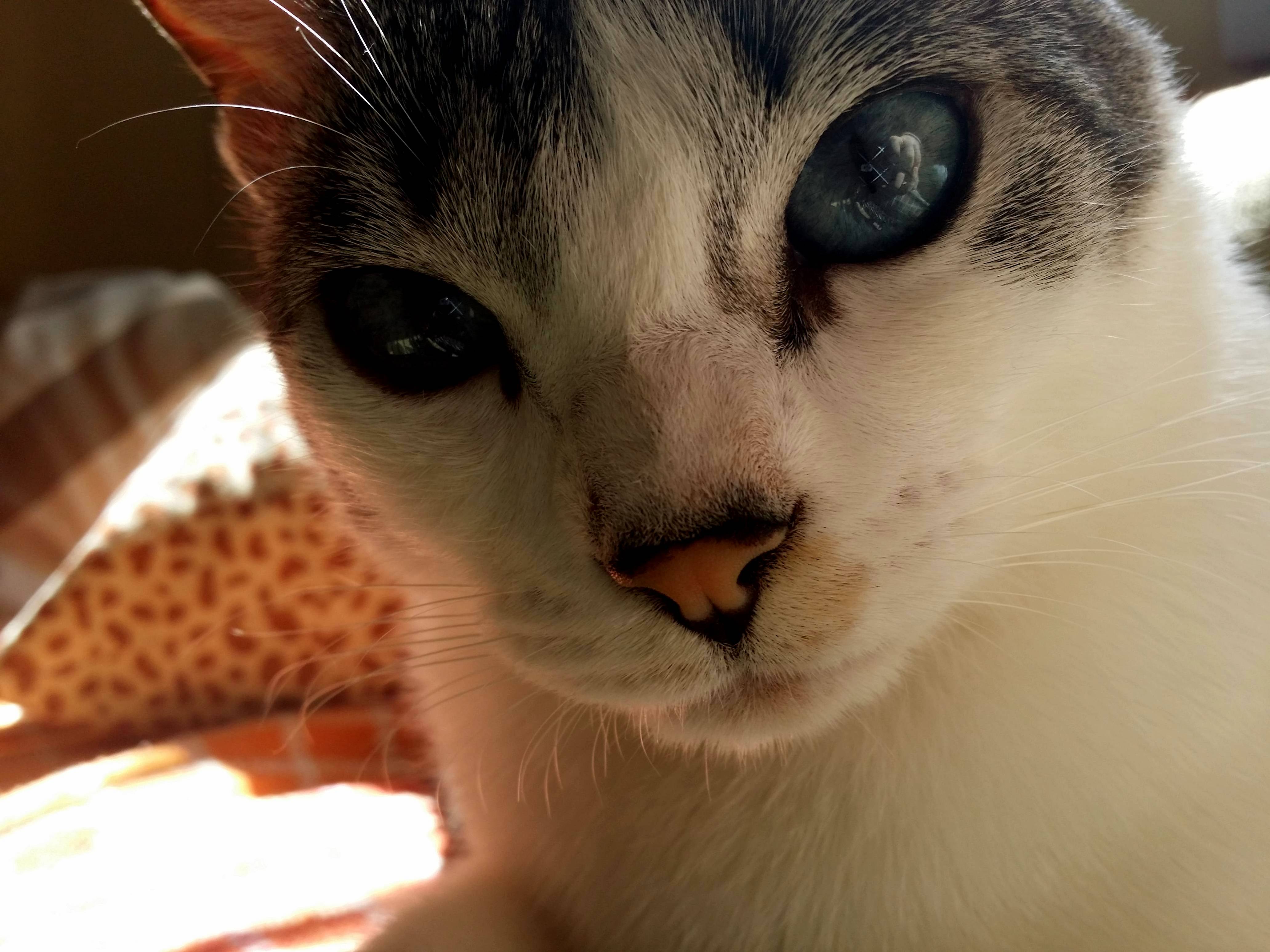 Bartolomeu with His Seducing Game