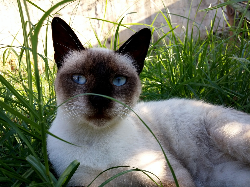 Blue Eyes