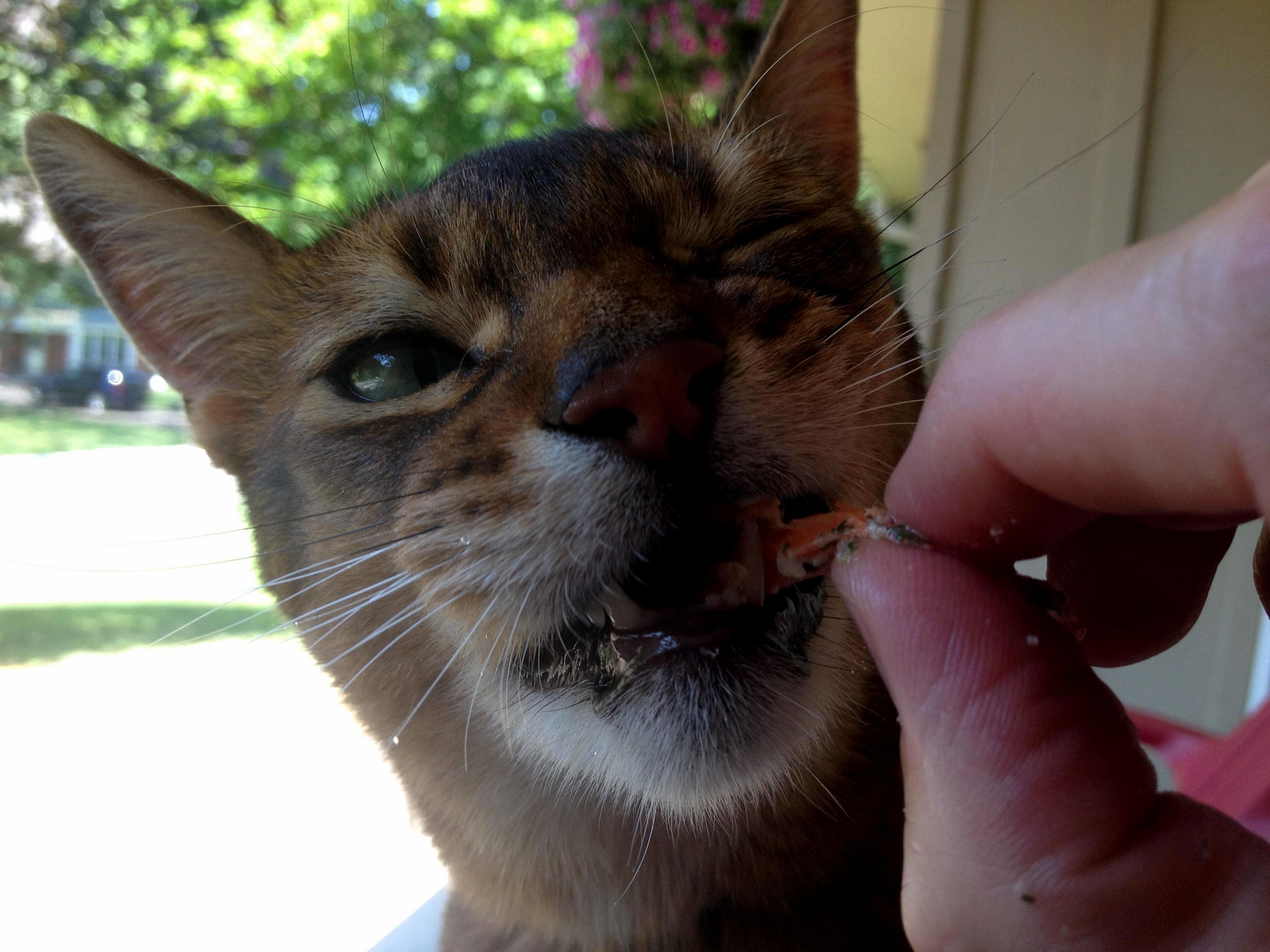 Cat Just Couldnt Wait for Salmon