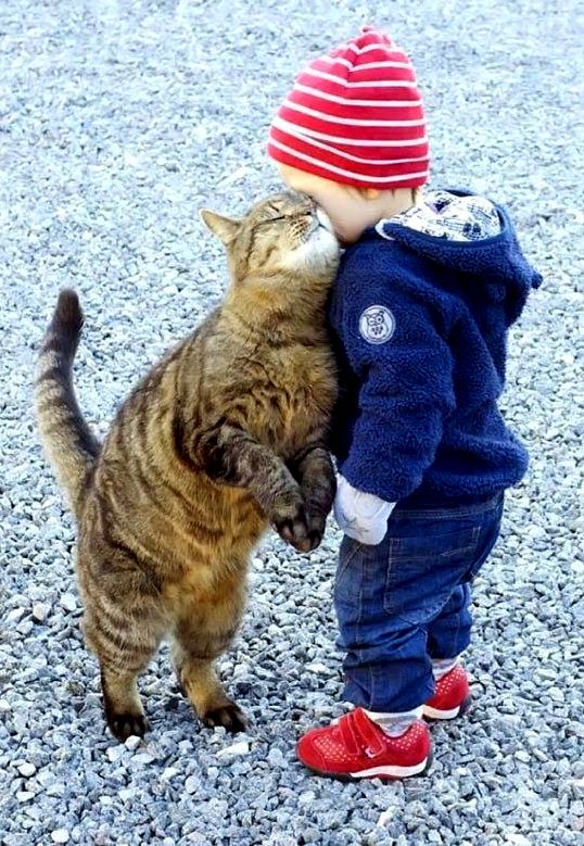 Cats Are Also Mans Best Friend