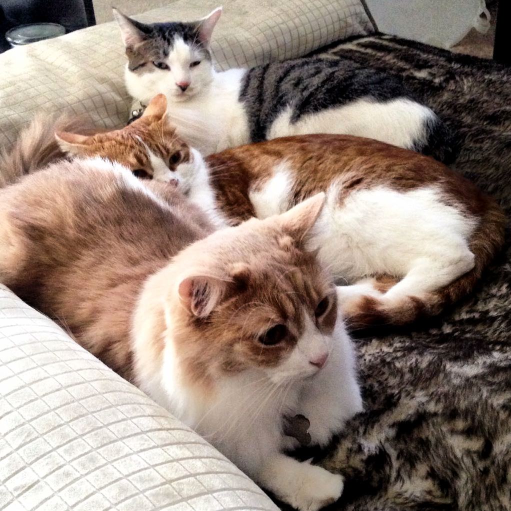 Charlie Squirgus and Bumblegump Chilling on the Dog Bed