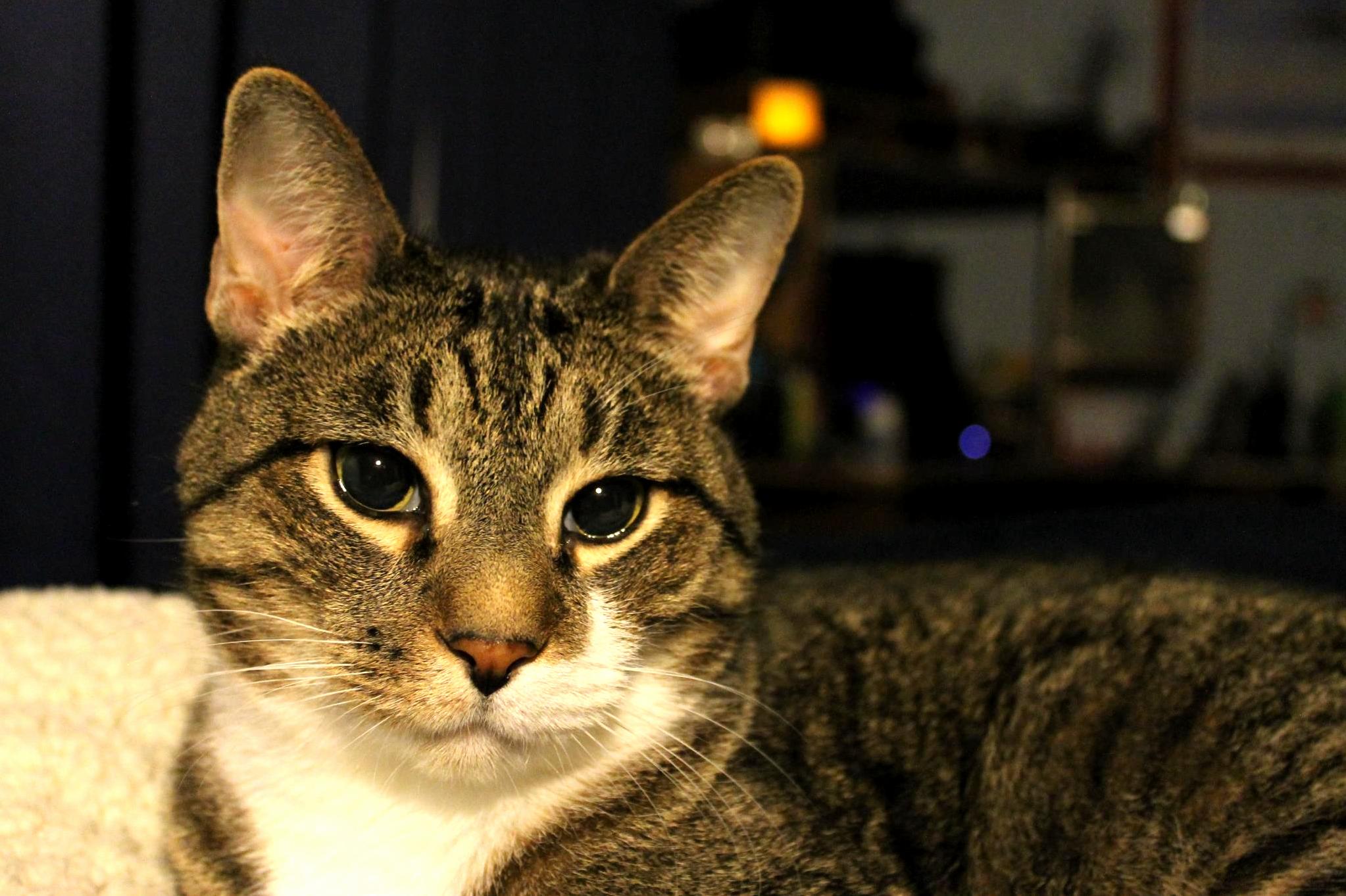 Dexter Was Always There for Me. Miss You Already.