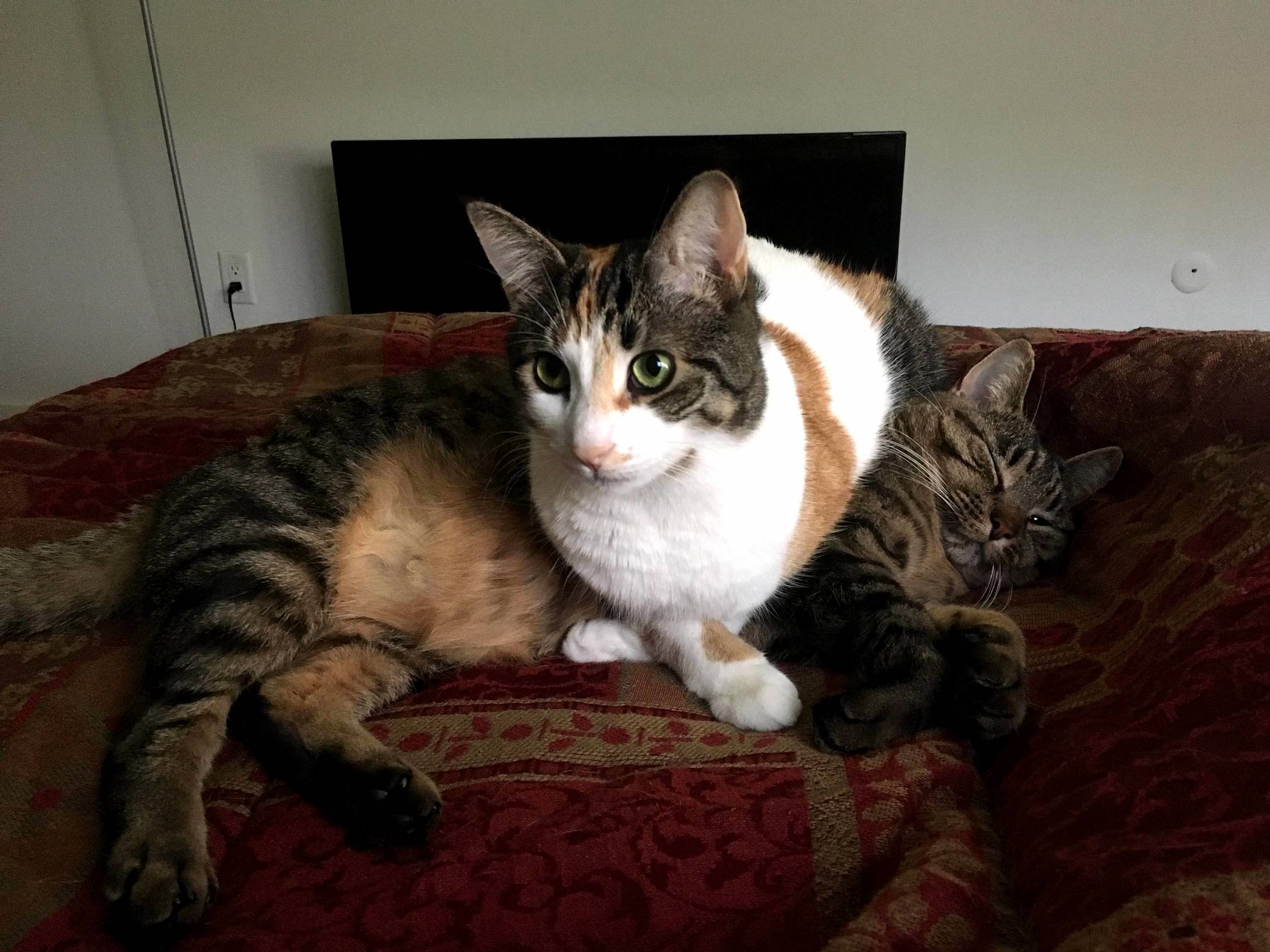 Do You Have to Sit on Me Every Morning