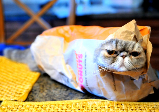 Donuts What Donuts