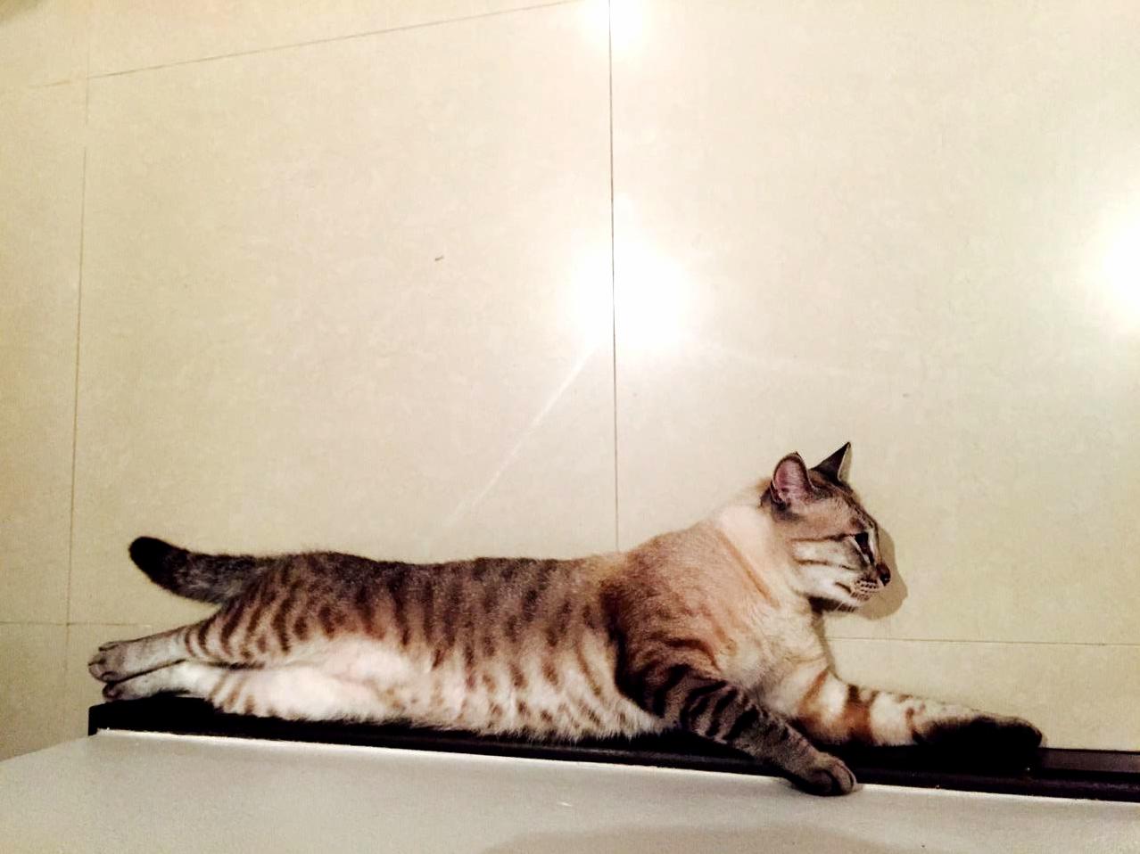 Flying Miao San