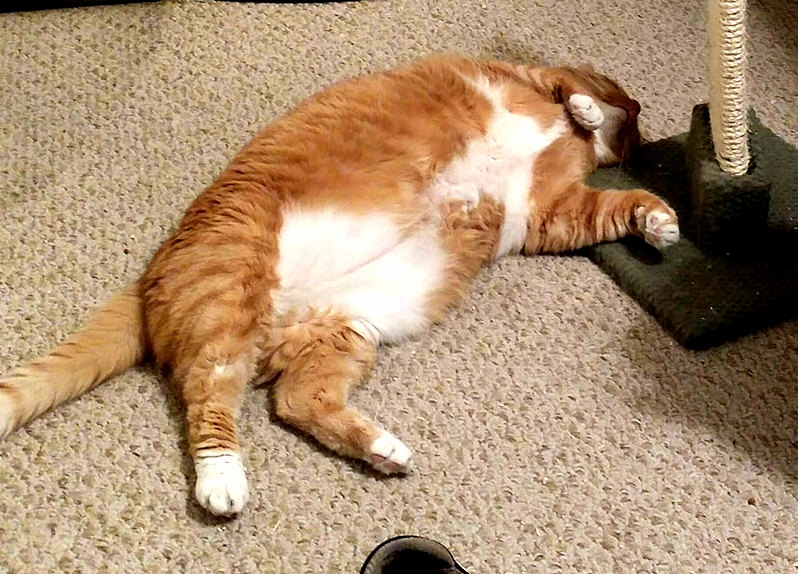 Food Coma