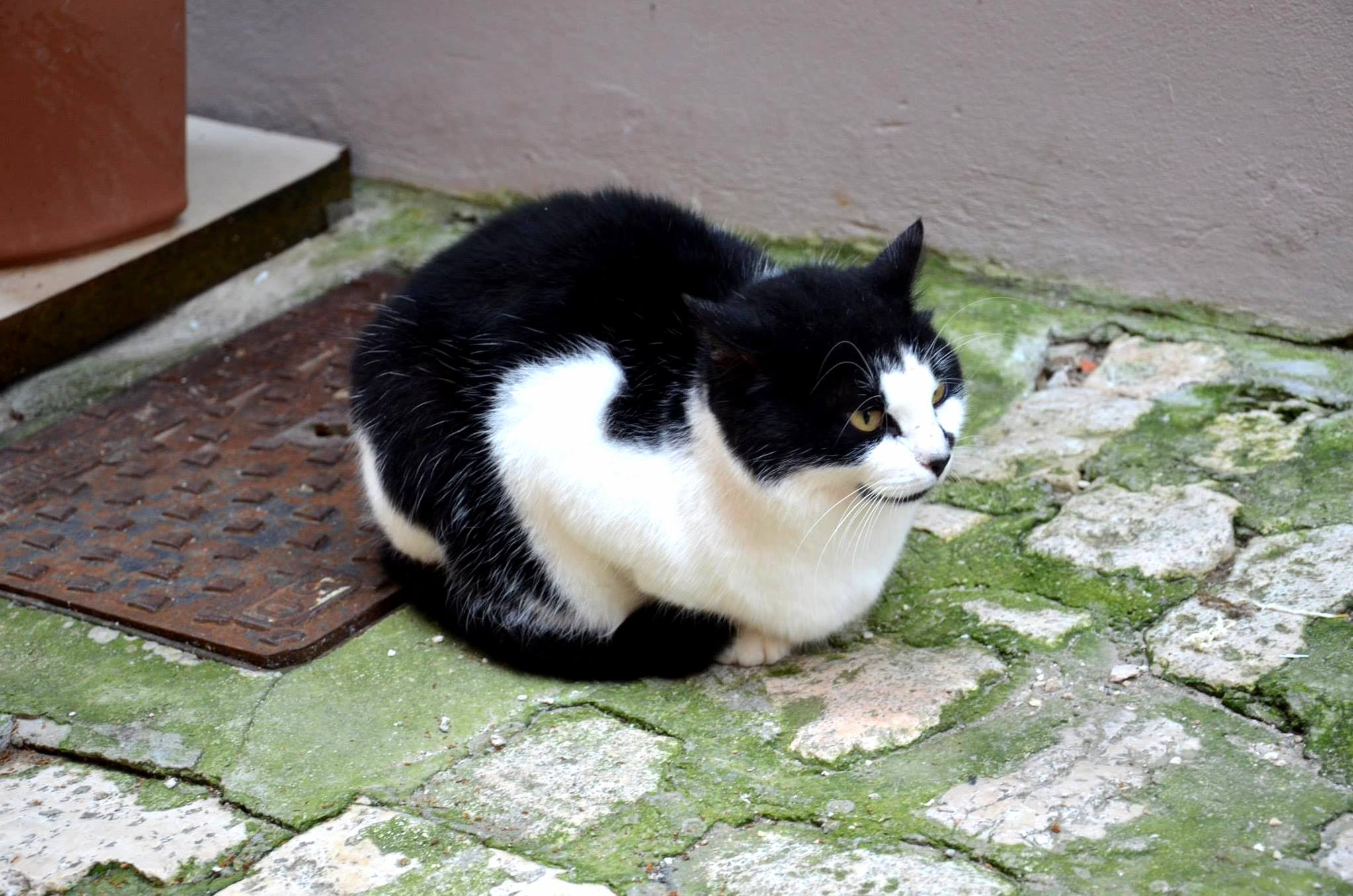 Found This Guy Last Year in Rovinj Croatia