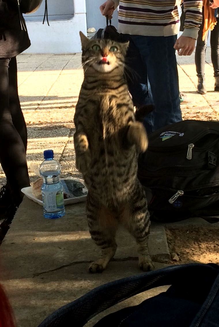 Give Me More Meat Human