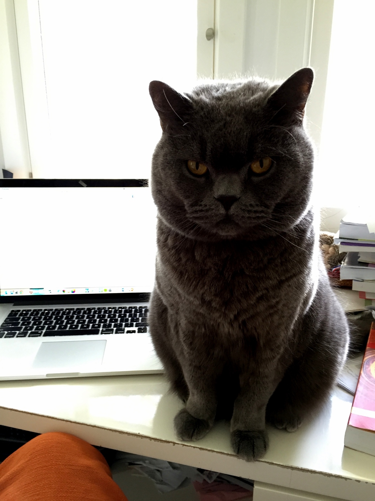 Hank Doesnt Take Well to Being Ignored...