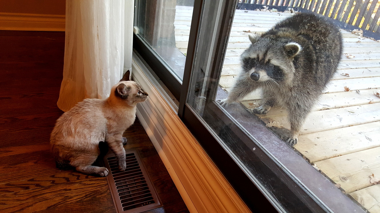 He Made a New Friend Today
