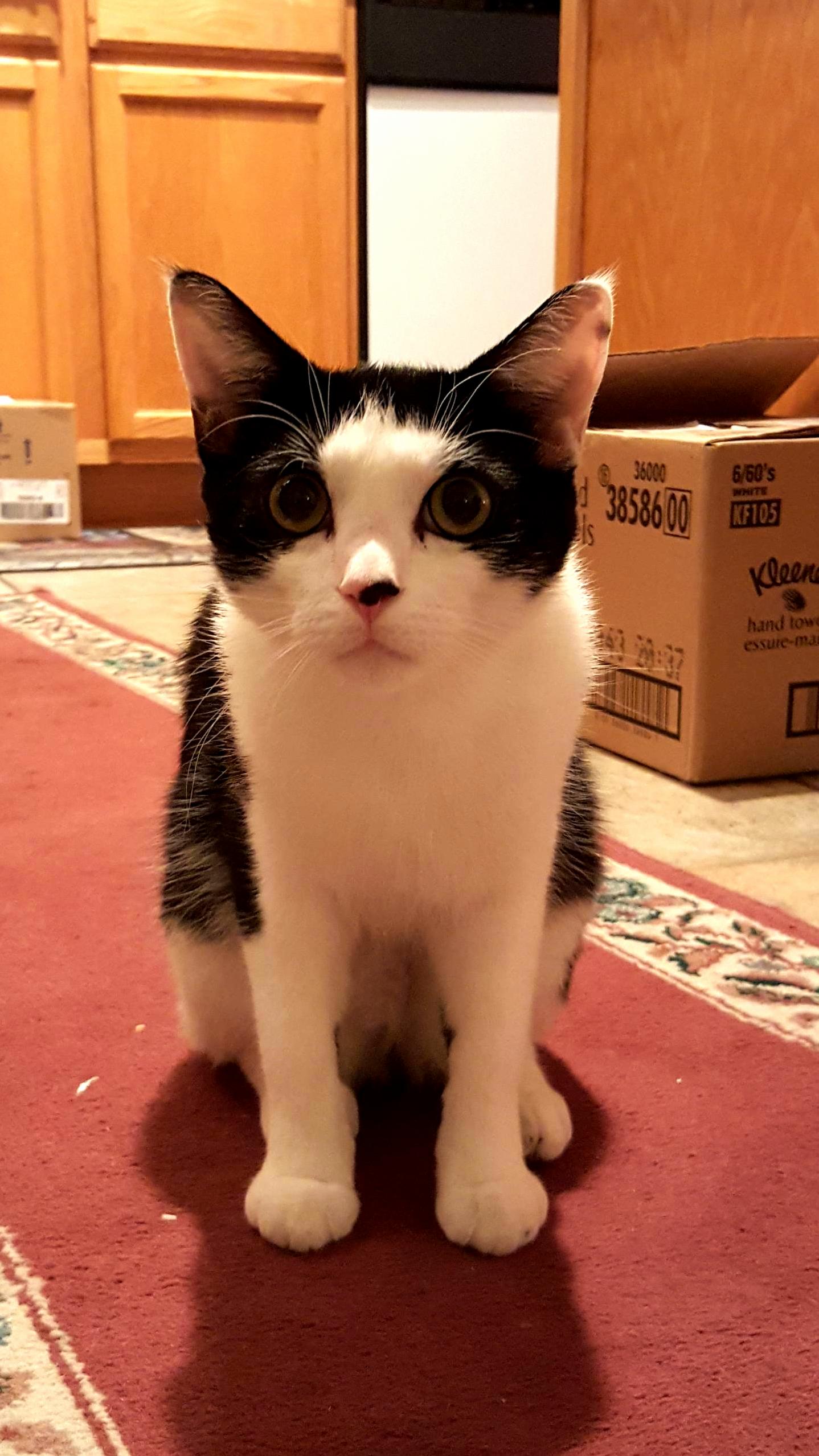 He Was Waiting for a Taste of Egg Nog.