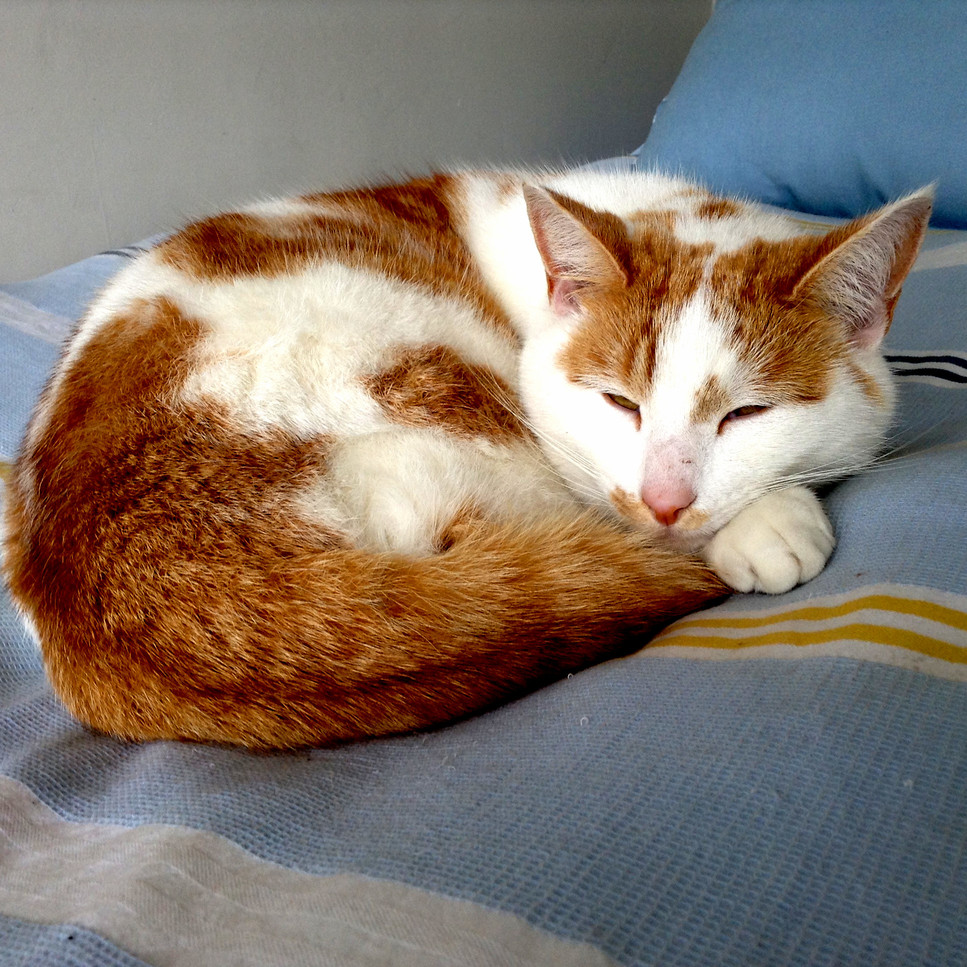 Heres My Cute Cat His Name Is Casper