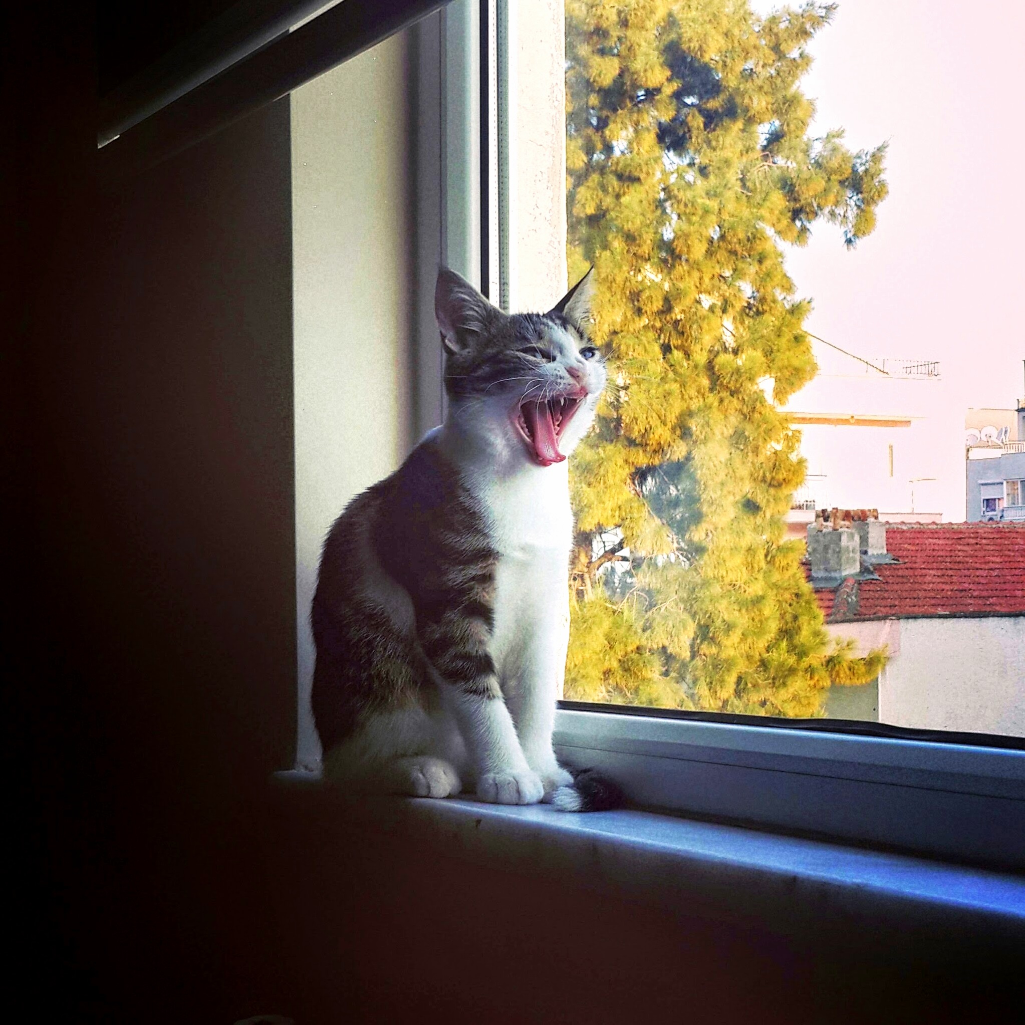 Hi Everyone My Name Is Bubble.