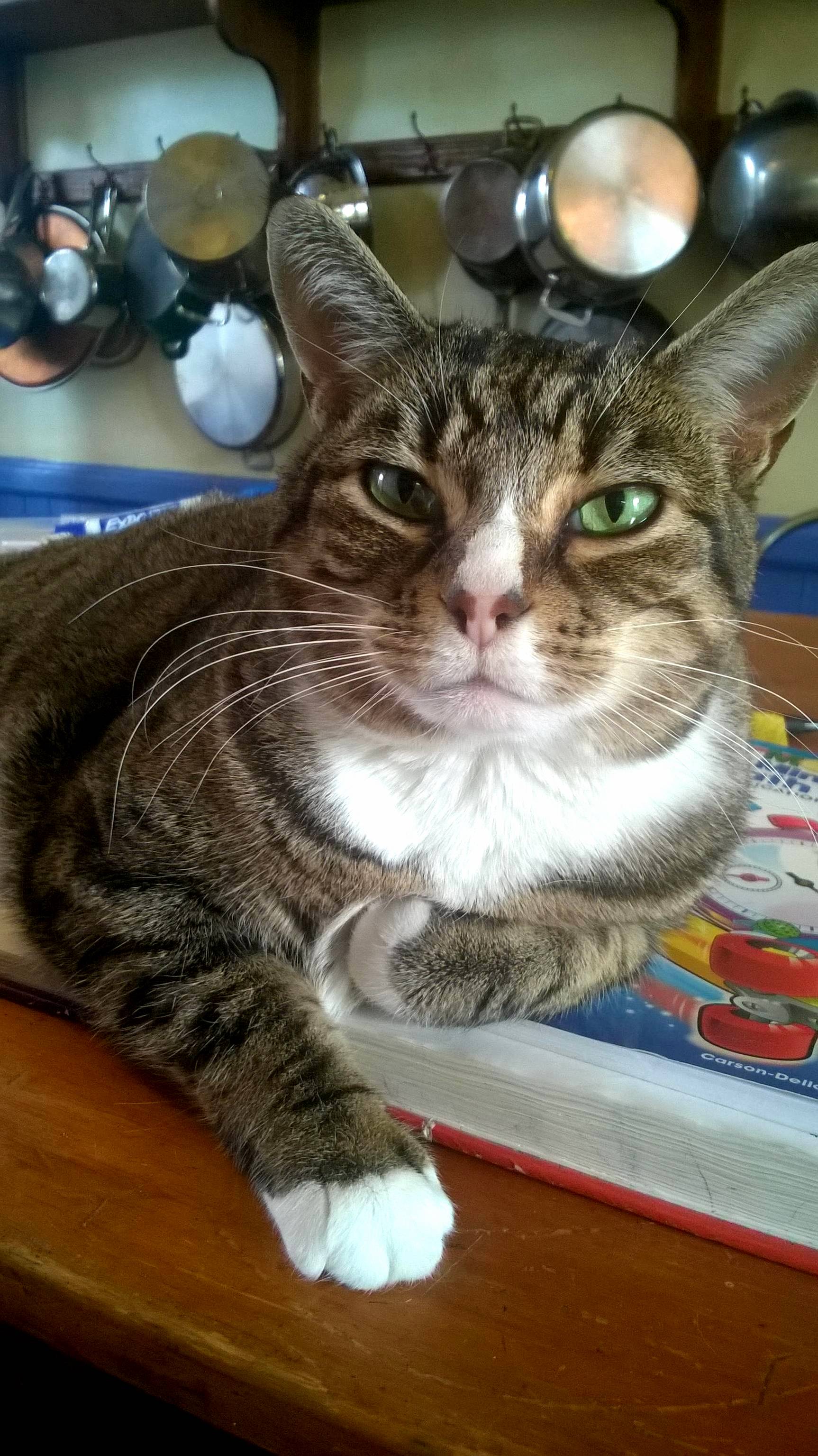 I Am Iris and You Will Never Get Your Homework Done. Pet Me Obedient Human. Revel in My Glory.