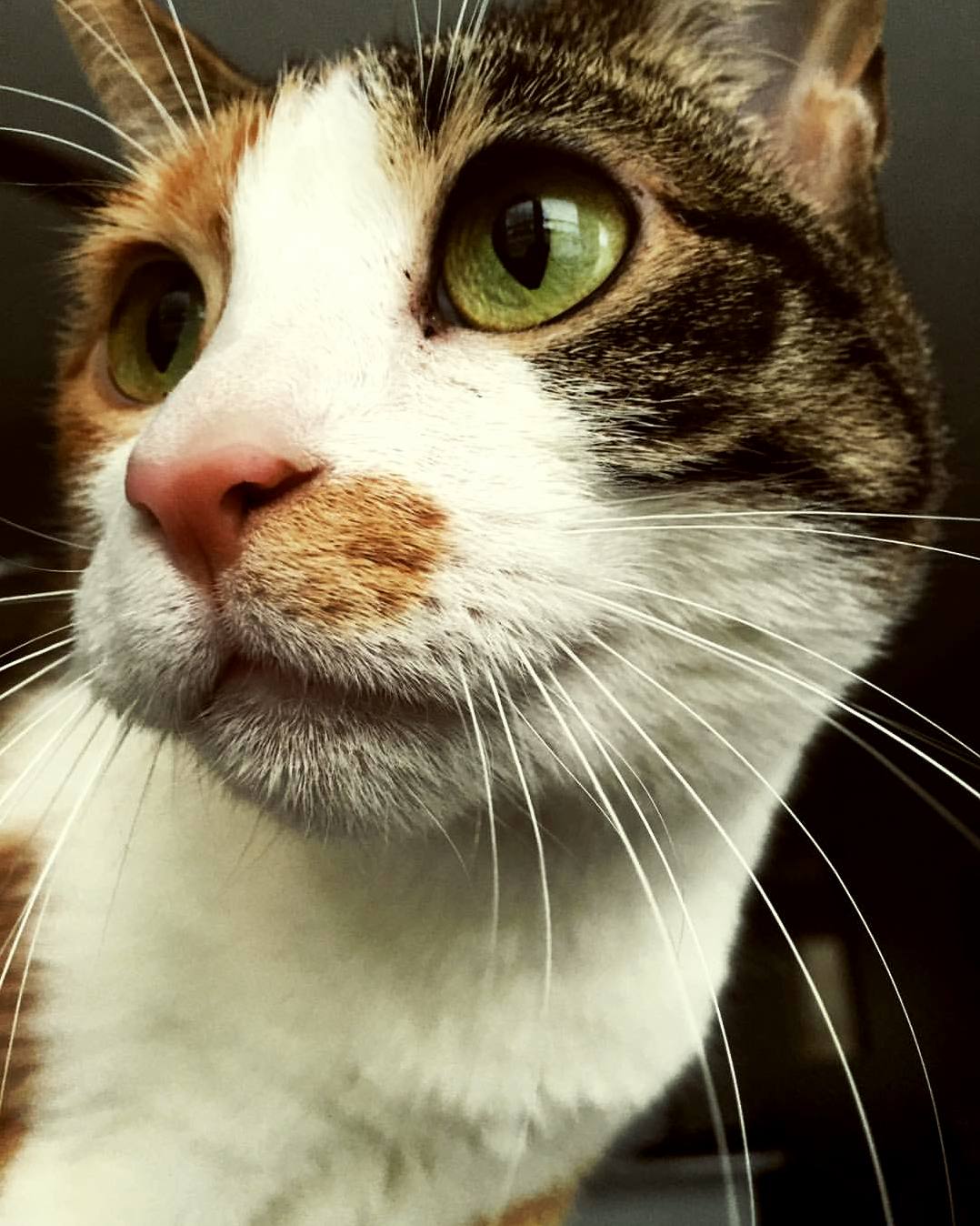 I Have Never Taken a Better Picture