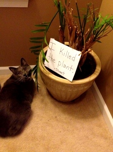 I Killed the Plant