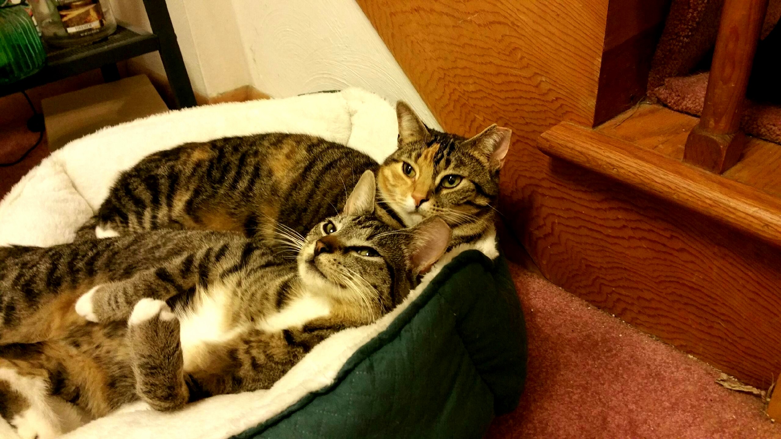 I Wasnt a Cat Person Until I Met These Two.