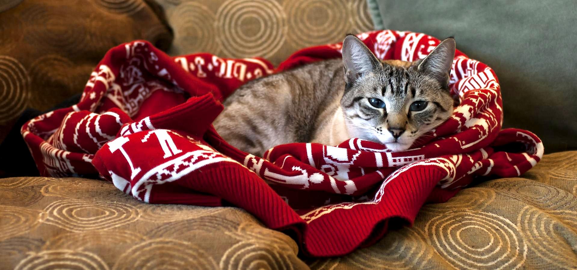 ID Barely Had a Chance to Try on My New Ugly Christmas Sweater Before Lyra Found a Better Use for It.