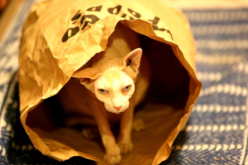 Just a Hairless Cat Sphynx in a Bag.