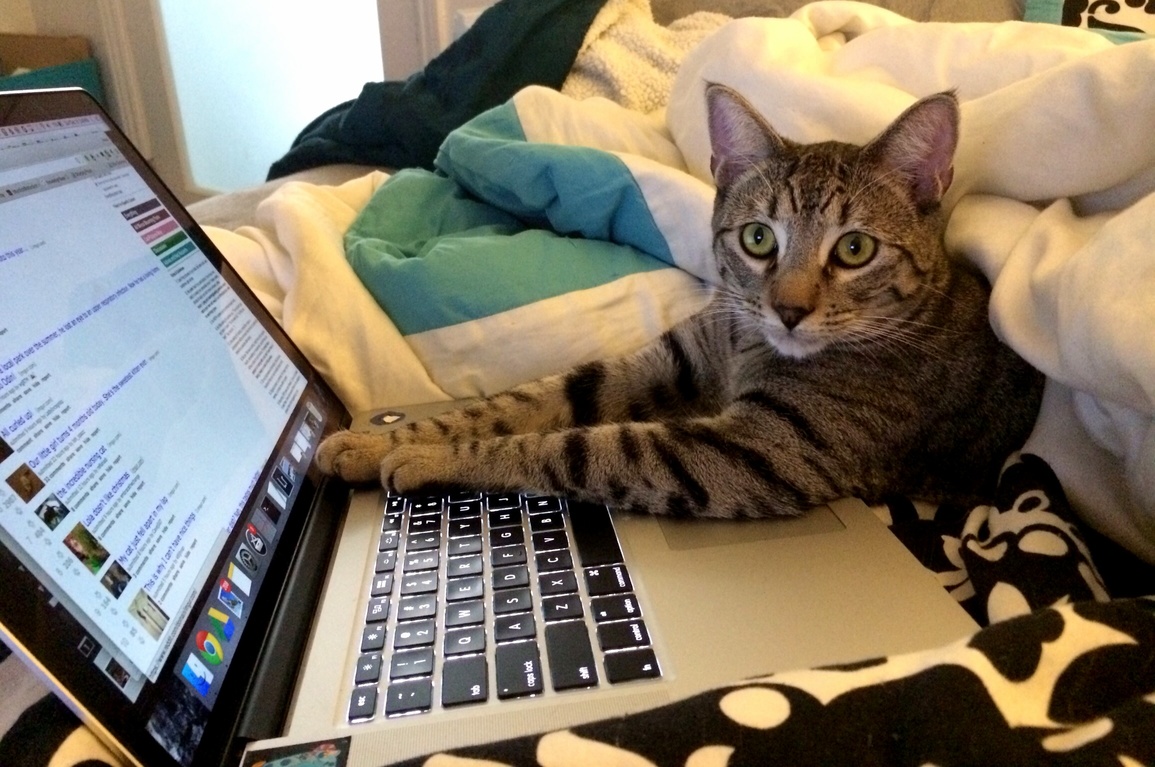 Just a Typical Sunday Curled Up in Bed Looking at Pretty Kitties.