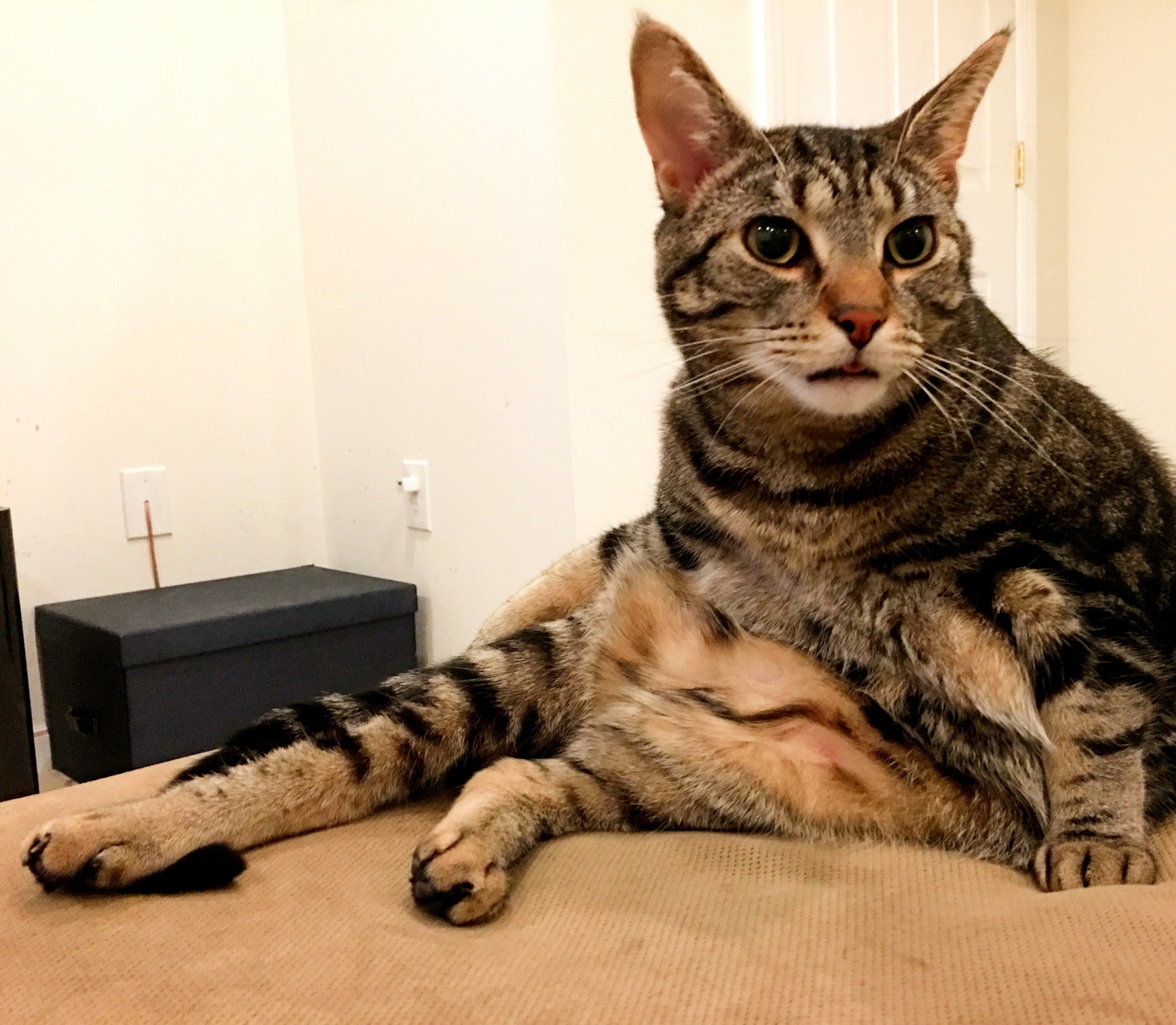 Just the Slightest Hint of a Blep